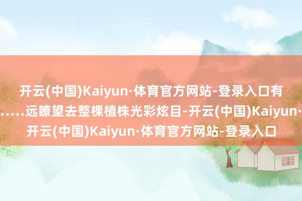开云(中国)Kaiyun·体育官方网站-登录入口有的红似火、有的黄如金……远瞭望去整棵植株光彩炫目-开云(中国)Kaiyun·体育官方网站-登录入口
